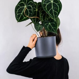 plants store gallery img 1